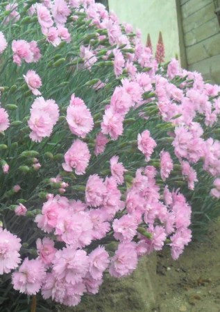 DIANTHUS plumarius Rose de Mai